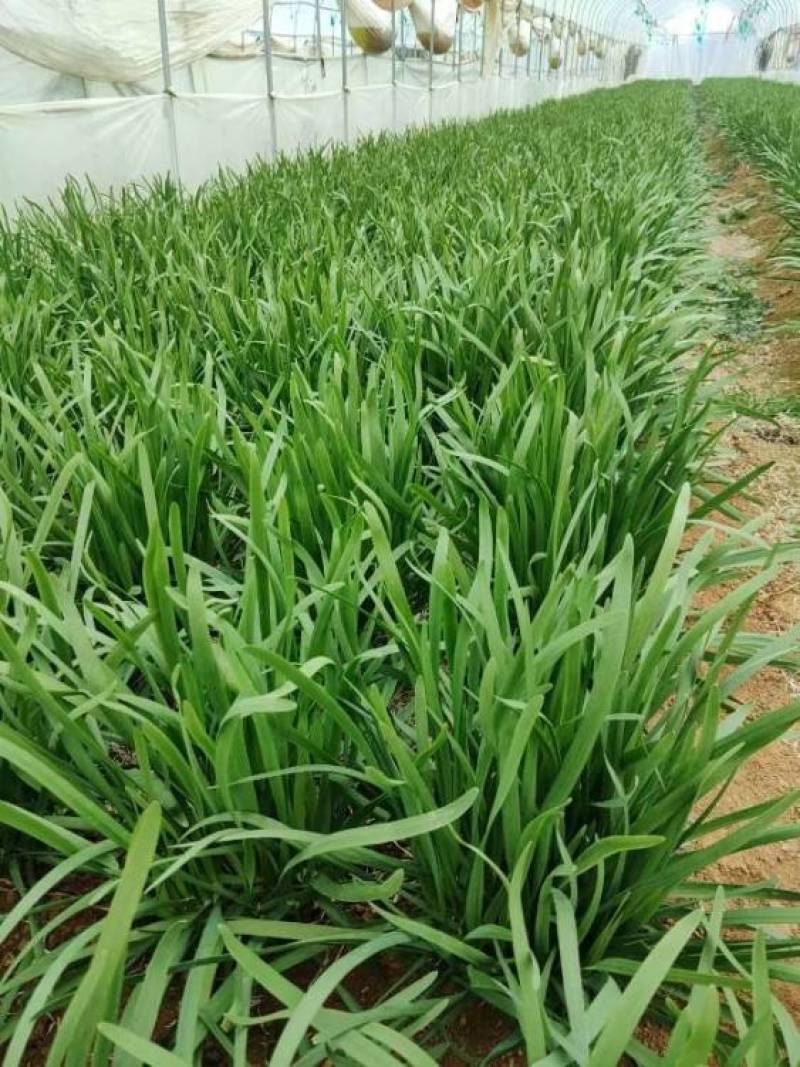 韭菜大量供应
