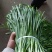 韭菜大量供应