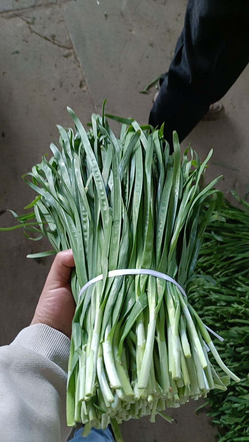 韭菜大量供应