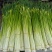 蒜苔大量供应