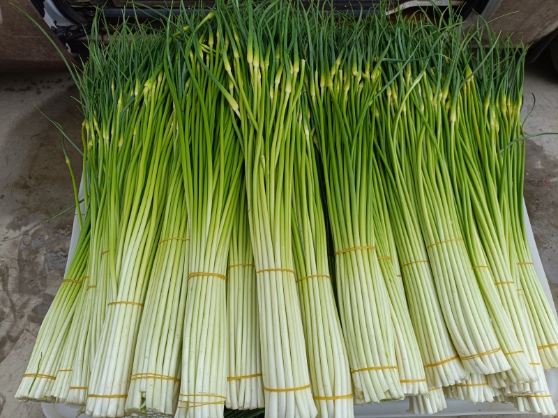 蒜苔大量供应