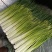 蒜苔大量供应