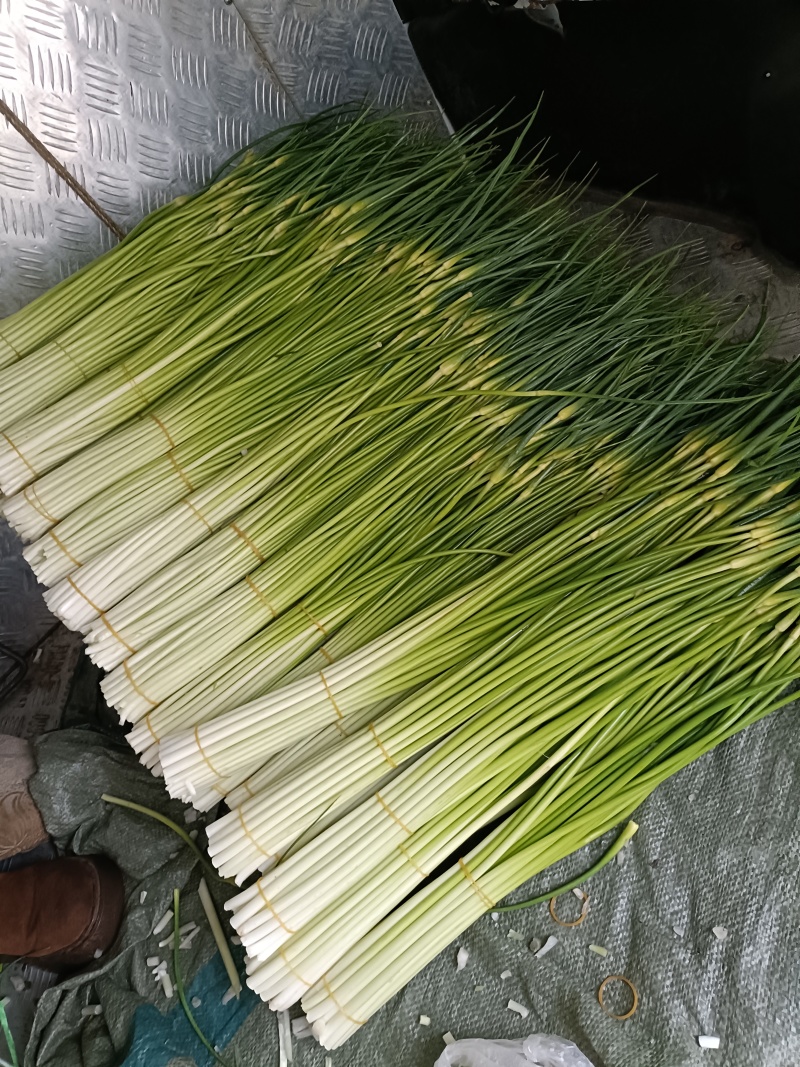蒜苔大量供应