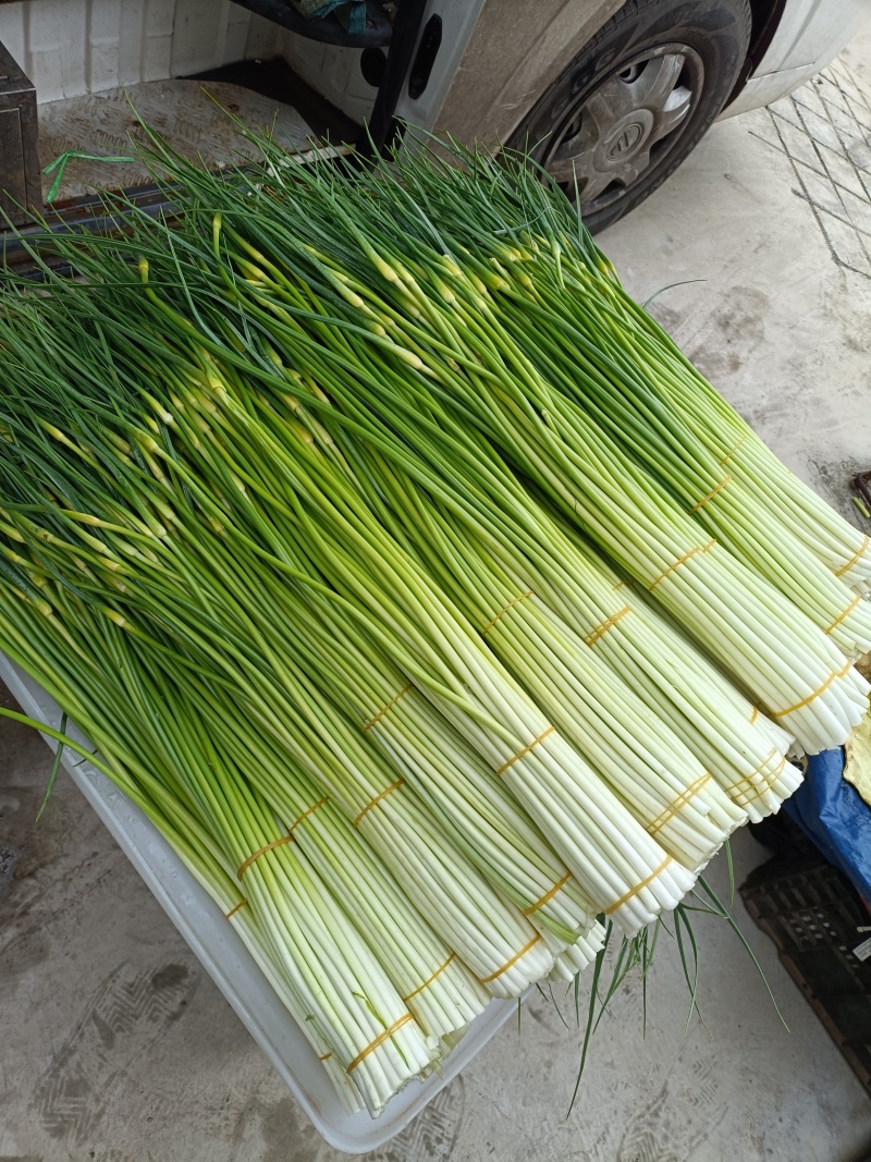 蒜苔大量供应