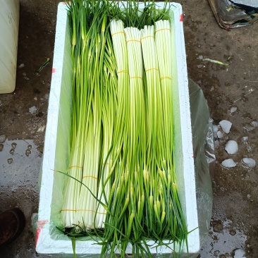 蒜苔大量供应