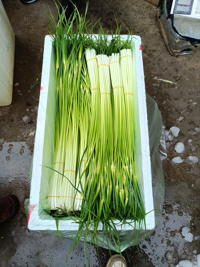 蒜苔大量供应