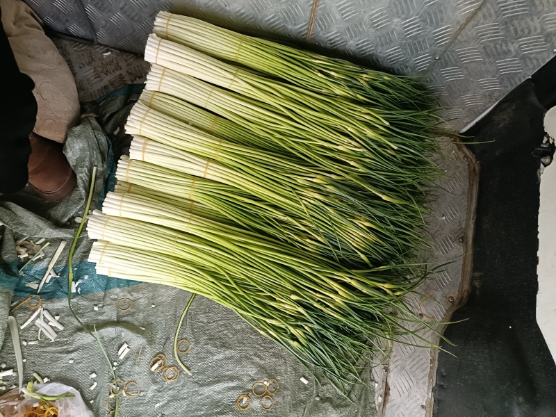 蒜苔大量供应