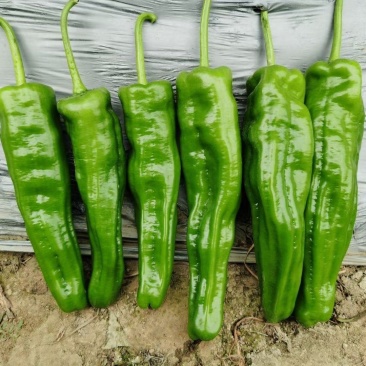 康大国美辣椒种子长势强易坐果大果青椒种籽粗牛角形鲜食菜椒