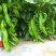 康大国美辣椒种子长势强易坐果大果青椒种籽粗牛角形鲜食菜椒