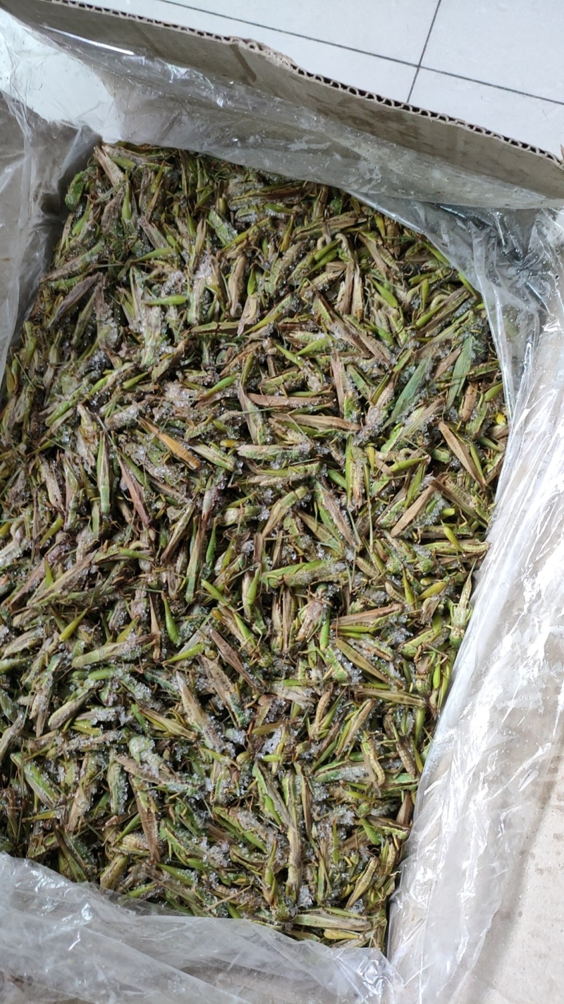 高山稻蝗