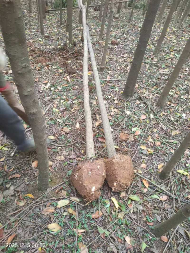 5公分的大叶女贞出售，女贞树，杆直，大量供应大叶女贞树