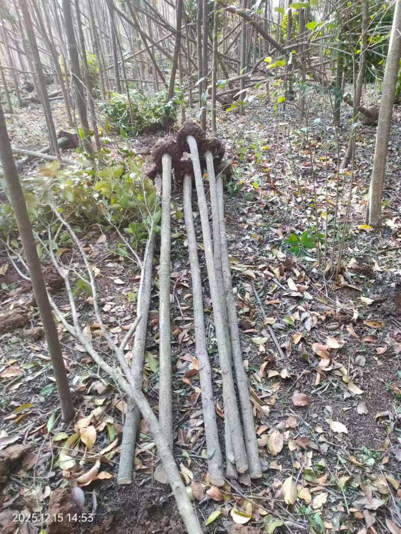 5公分的大叶女贞出售，女贞树，杆直，大量供应大叶女贞树