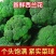 产区直发/现货/当天采摘/当天发车/