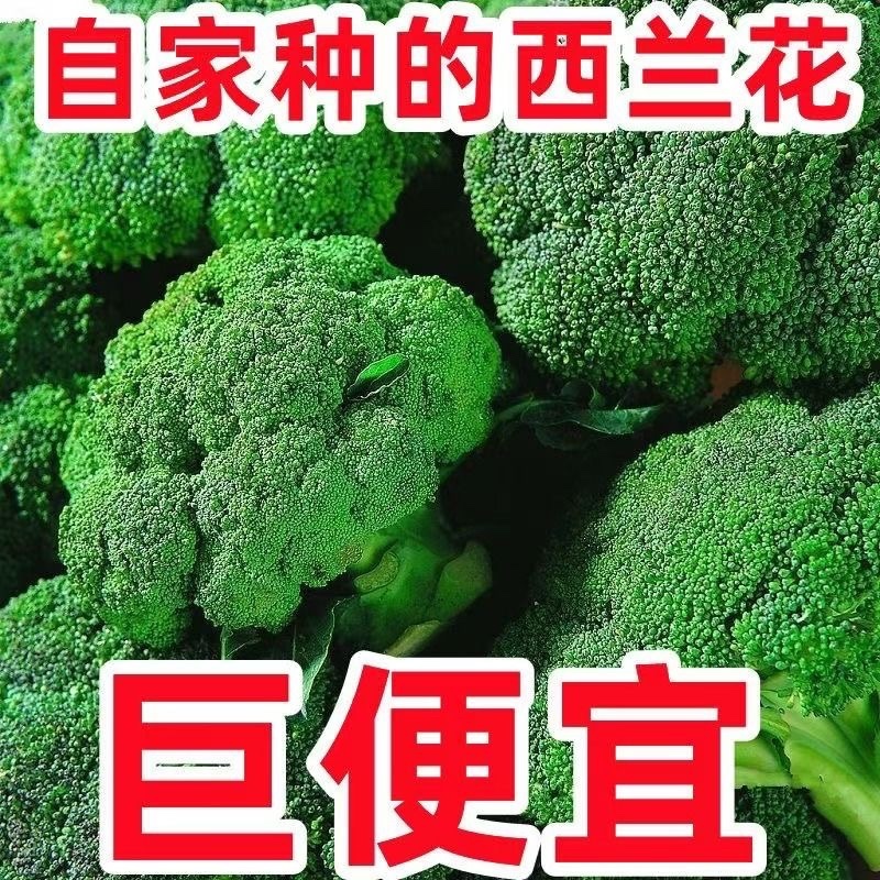 产区直发/现货/当天采摘/当天发车/