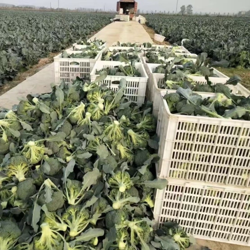 产区直发/现货/当天采摘/当天发车/