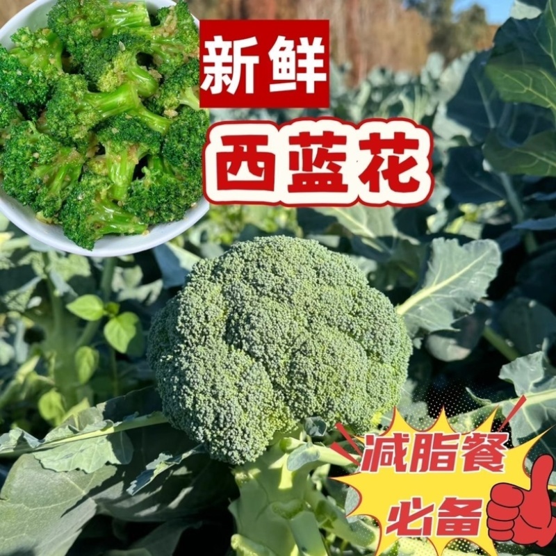 产区直发/现货/当天采摘/当天发车/