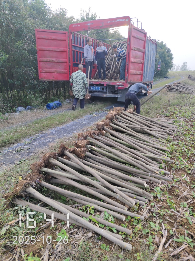 5公分的大叶女贞出售，女贞树，杆直，大量供应大叶女贞树