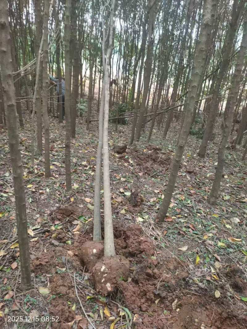 5公分的大叶女贞出售，女贞树，杆直，大量供应大叶女贞树