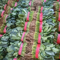 滑县菠菜-大叶菠菜越冬菠菜大量有货代发全国市场欢迎联系