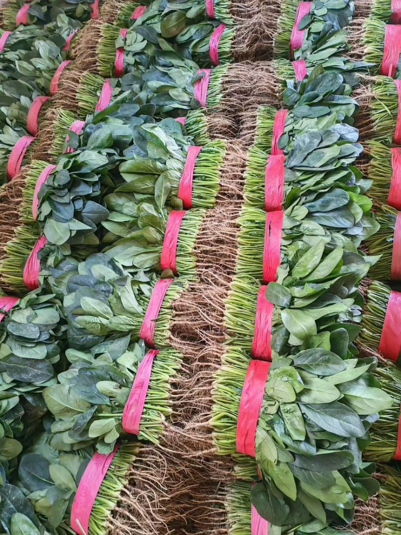 滑县菠菜-大叶菠菜越冬菠菜大量有货代发全国市场欢迎联系