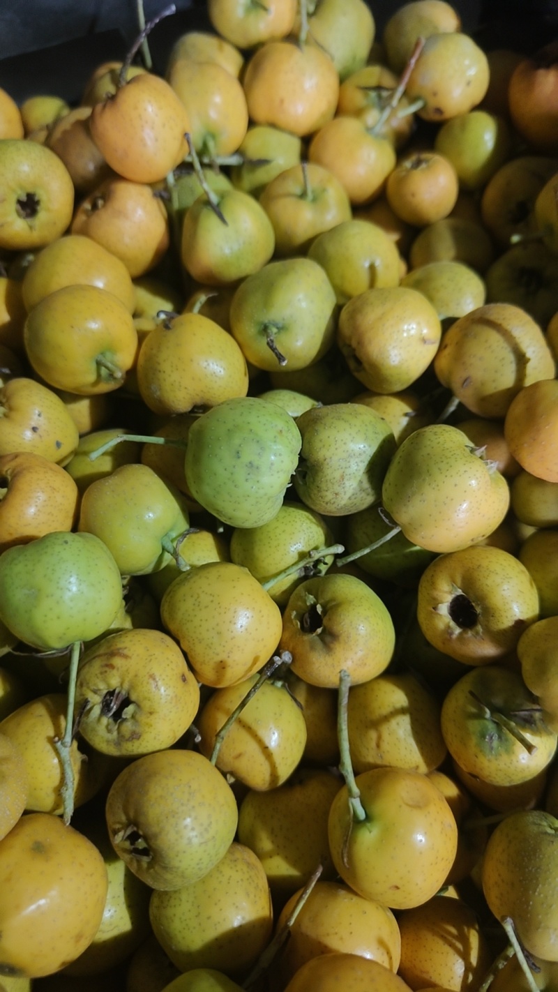 黄金豆