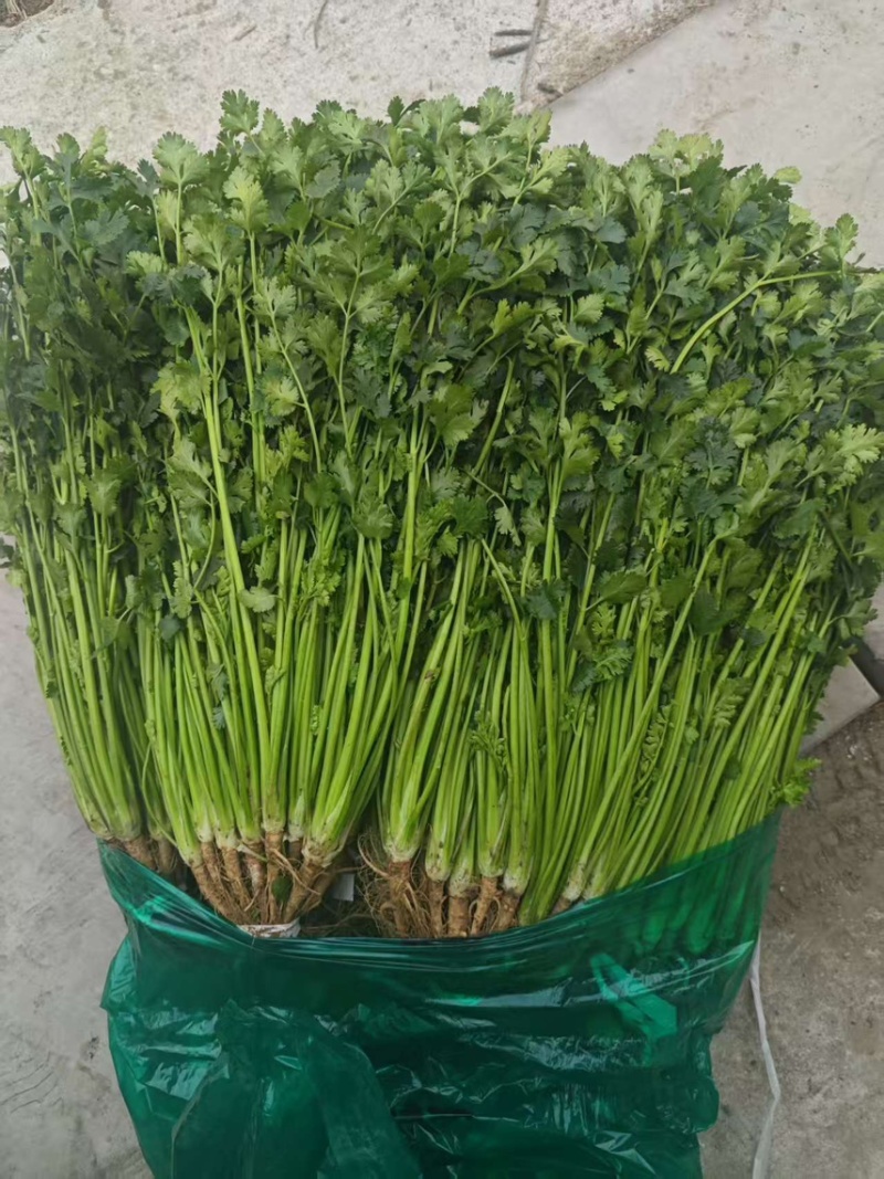 冷库香菜大量有货，高的矮的都有，