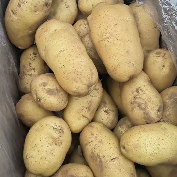 新土豆上市啦，大棚土豆开始出售，欢迎订购。