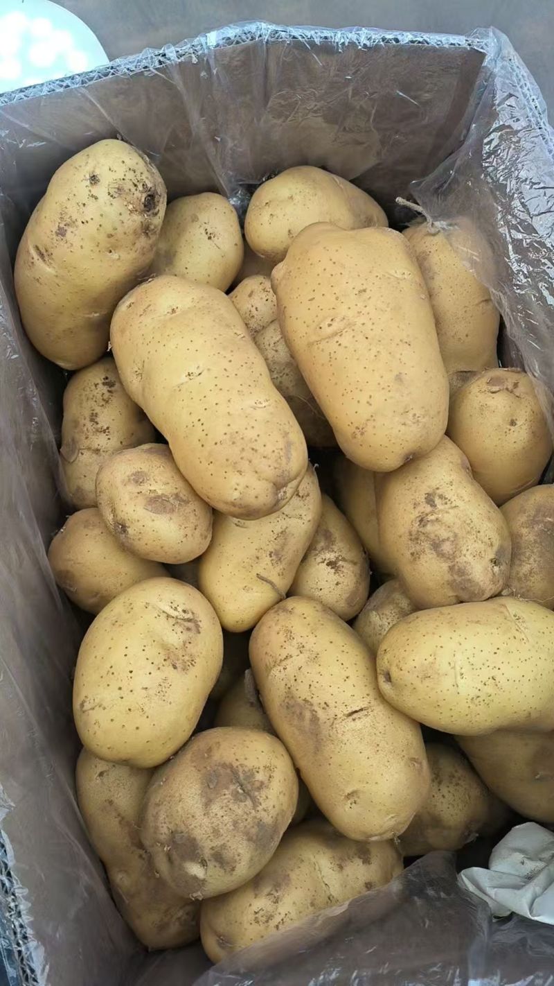 新土豆上市啦，大棚土豆开始出售，欢迎订购。