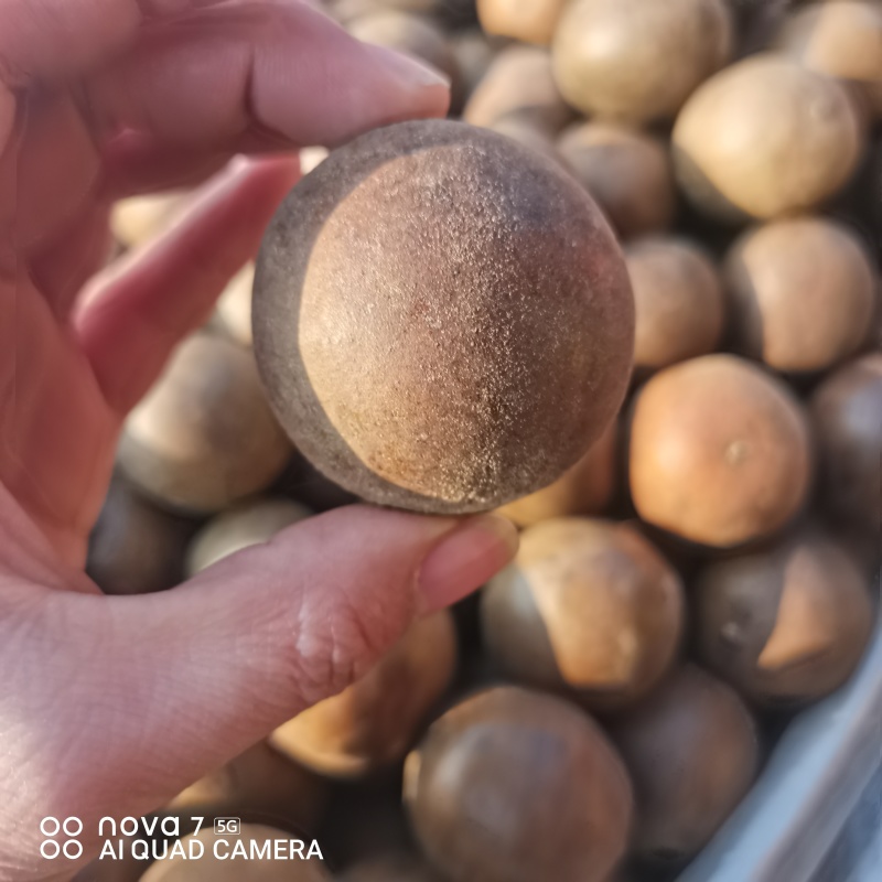 大货供应罗汉果低温烤果规格齐全量大从优支持一件代发