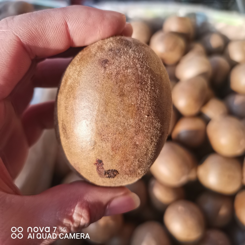大货供应罗汉果低温烤果规格齐全量大从优支持一件代发
