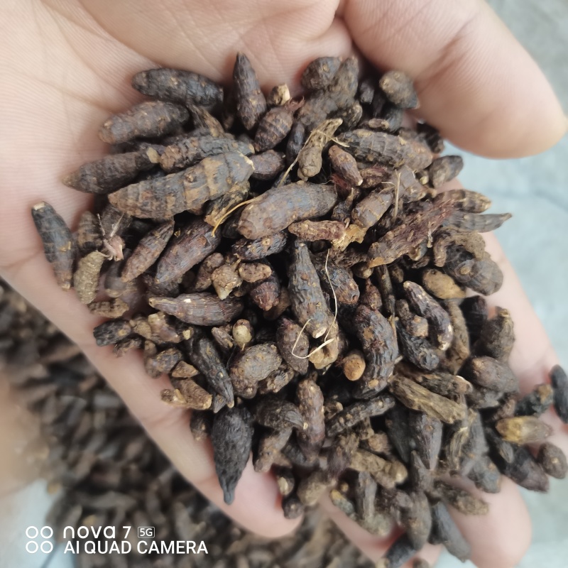 精选野生香附子香附子片规格齐全量大从优