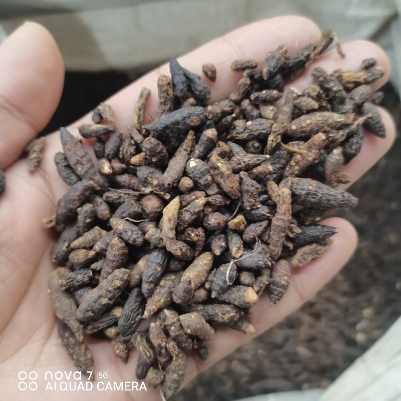 精选野生香附子香附子片规格齐全量大从优