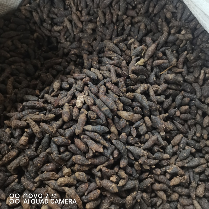 精选野生香附子香附子片规格齐全量大从优
