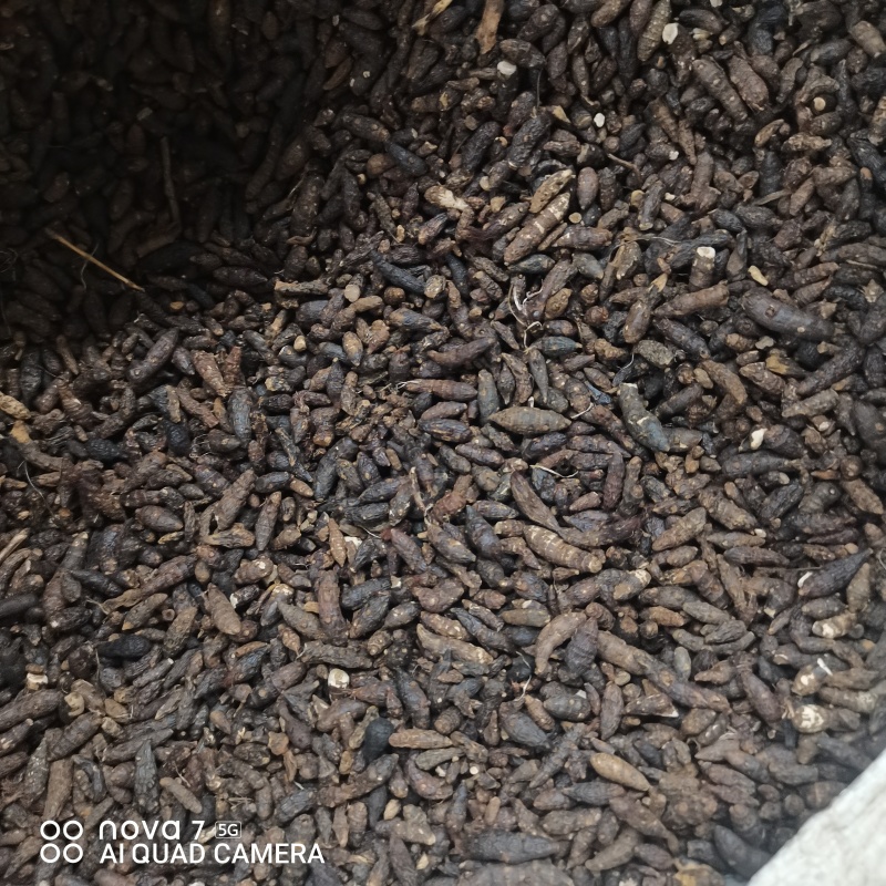 精选野生香附子香附子片规格齐全量大从优