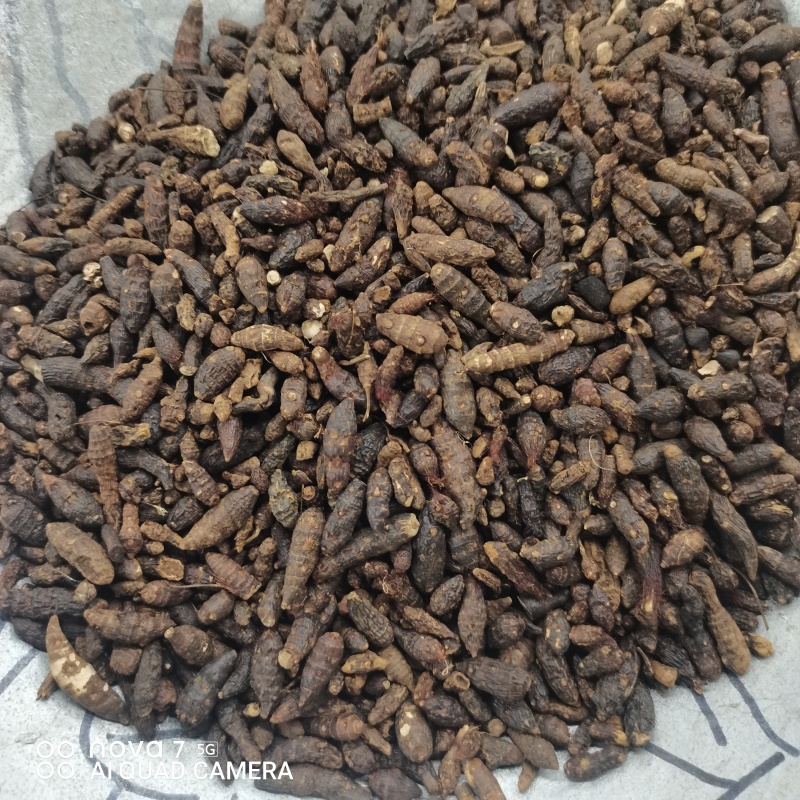 精选野生香附子香附子片规格齐全量大从优