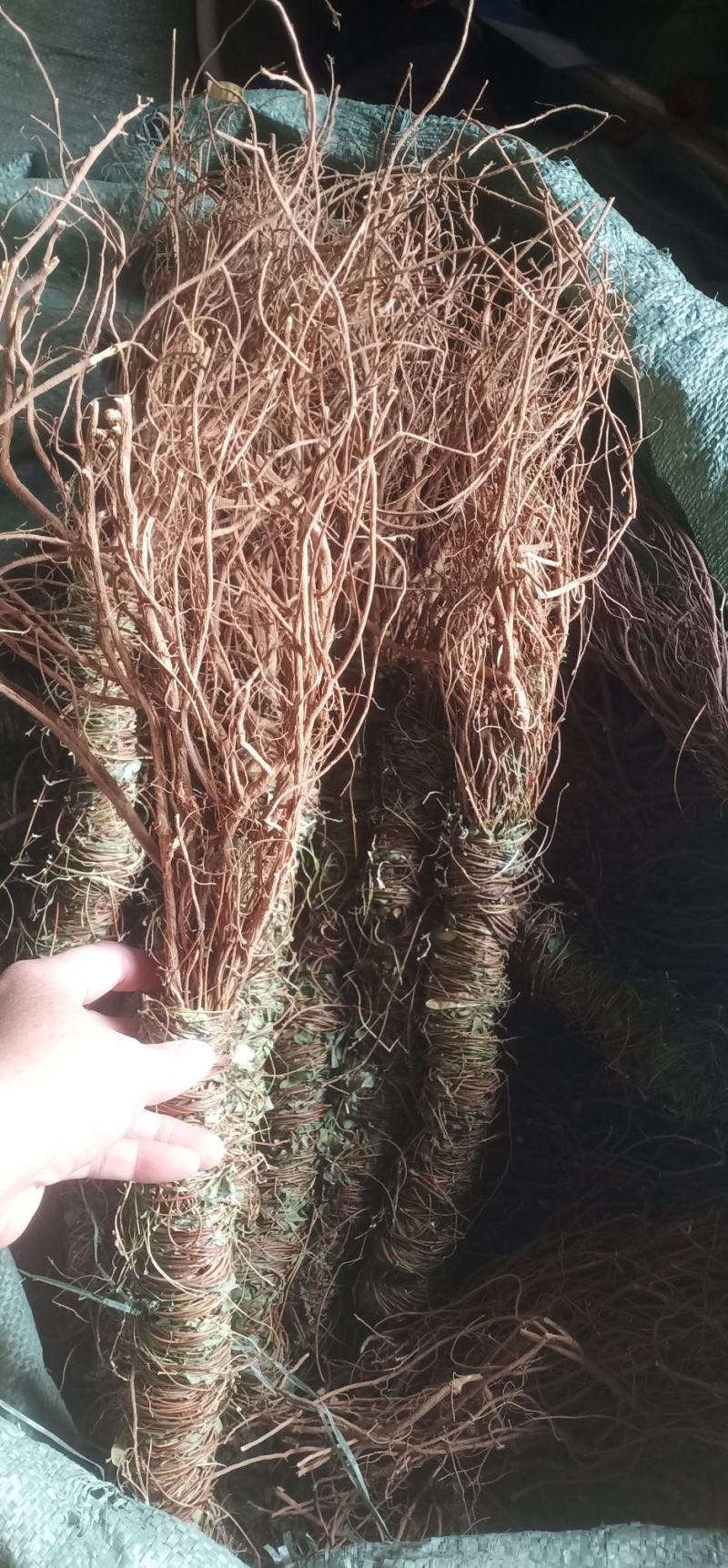 小叶甘甜鸡骨草新上市中药批发一手货源量大忧惠