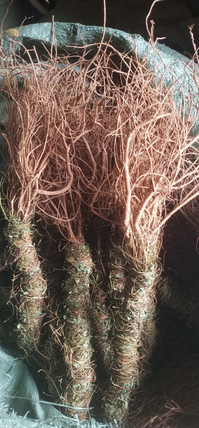 小叶甘甜鸡骨草新上市中药批发一手货源量大忧惠