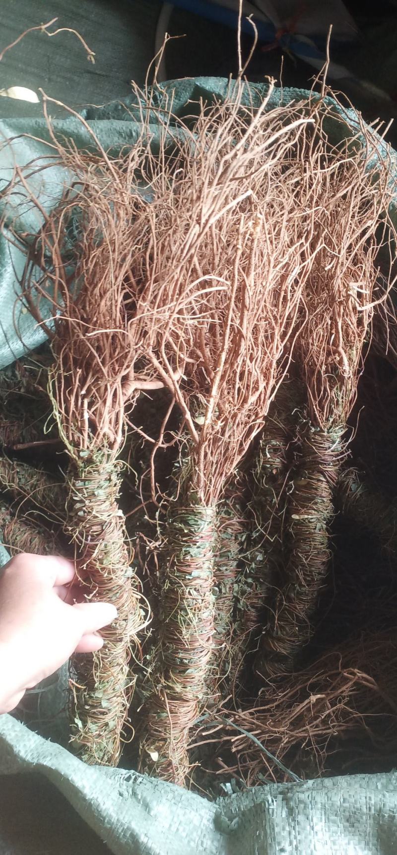 小叶甘甜鸡骨草新上市中药批发一手货源量大忧惠