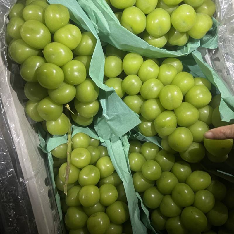 山东阳光玫瑰大量出库价格不高