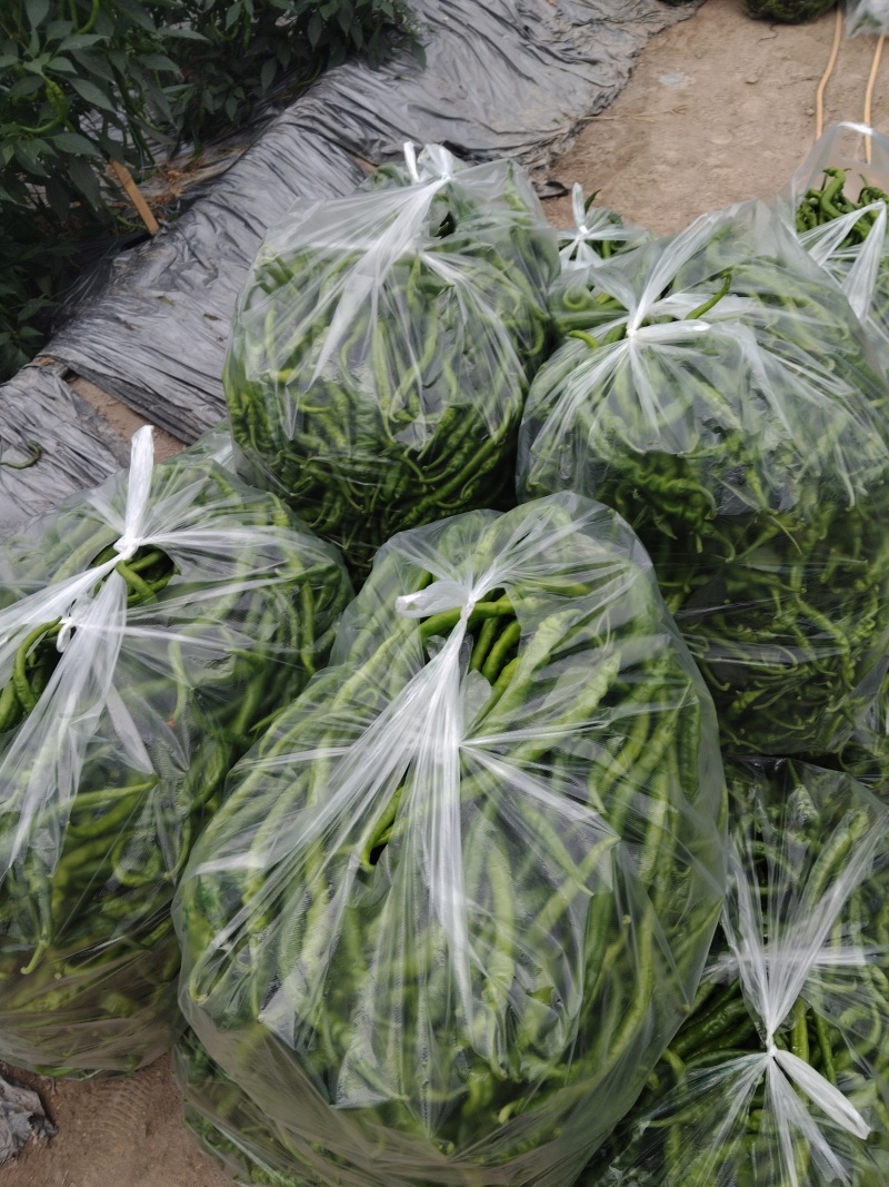 江西宁都精品富洒辣椒。