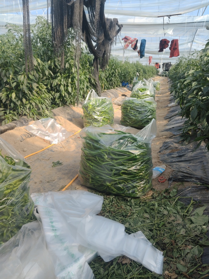 江西宁都精品富洒辣椒。