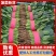 【菠菜实力河南大叶菠菜产地直发供应各大市场电商商超