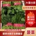 【菠菜实力河南大叶菠菜产地直发供应各大市场电商商超