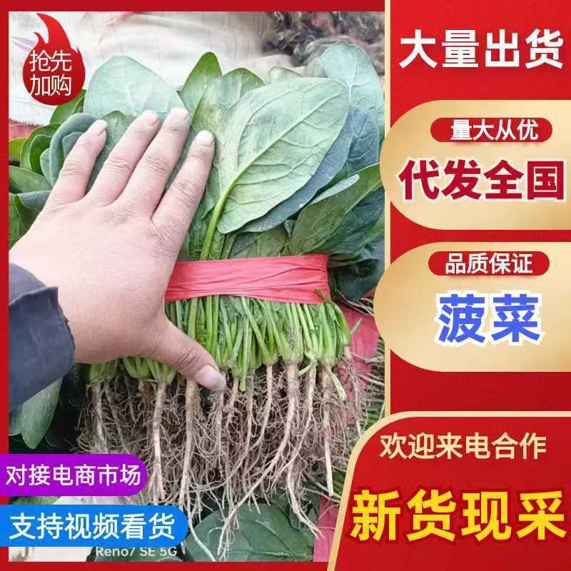 精品菠菜，各种包装规格，品质保证，价格优惠