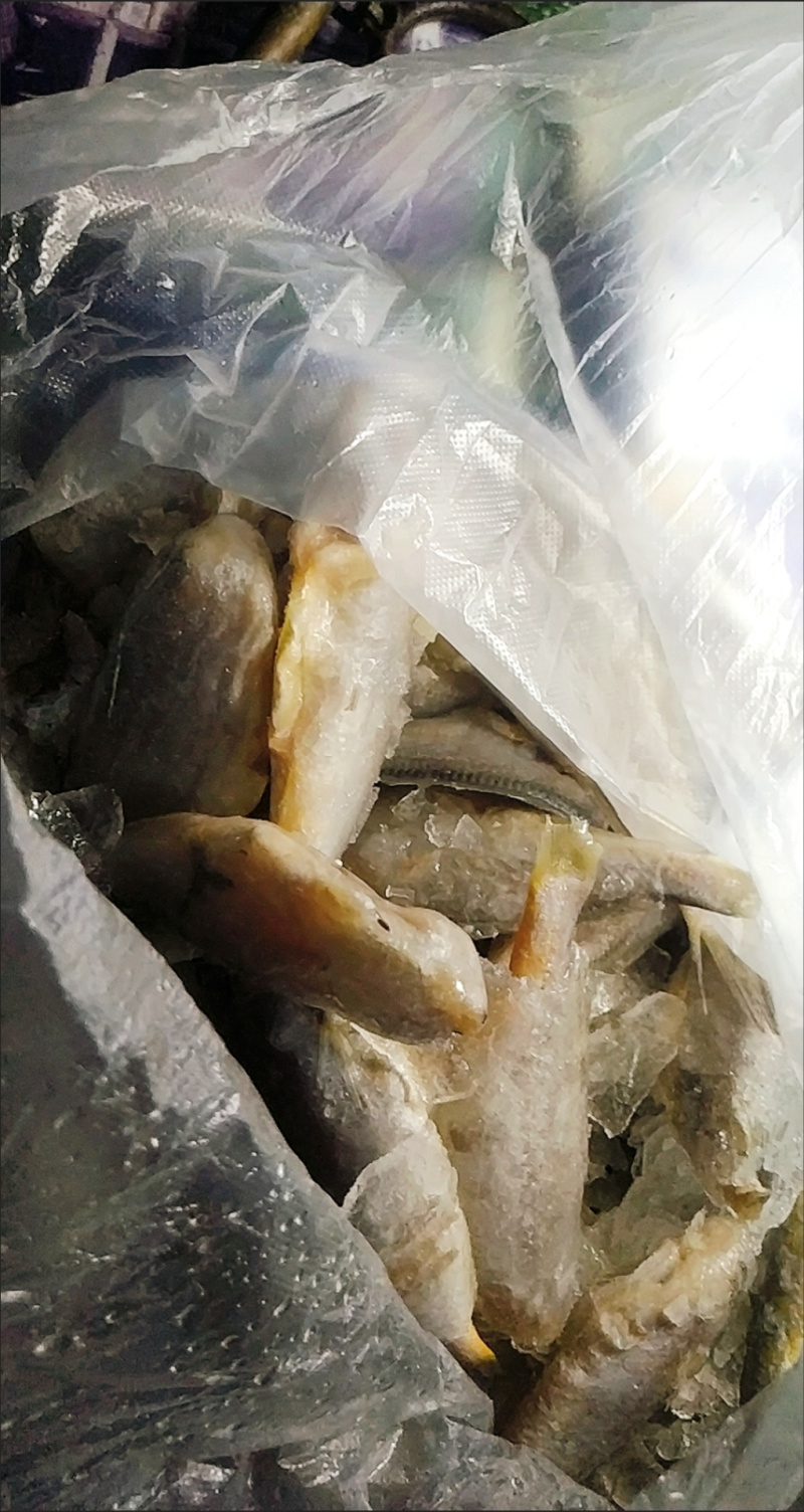 东海小黄鱼去头小黄鱼黄花鱼新鲜小黄鱼东海小黄鱼速冻黄