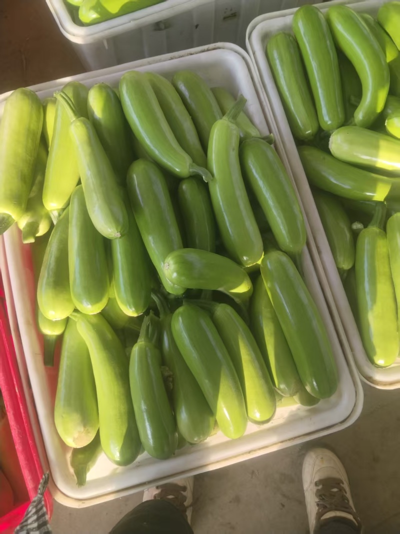 暖棚西葫芦大量上市，代发全国各地
