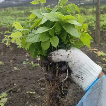 三叶青带果苗，根茎粗壮，每株都带果，提供技术支持，包回收。