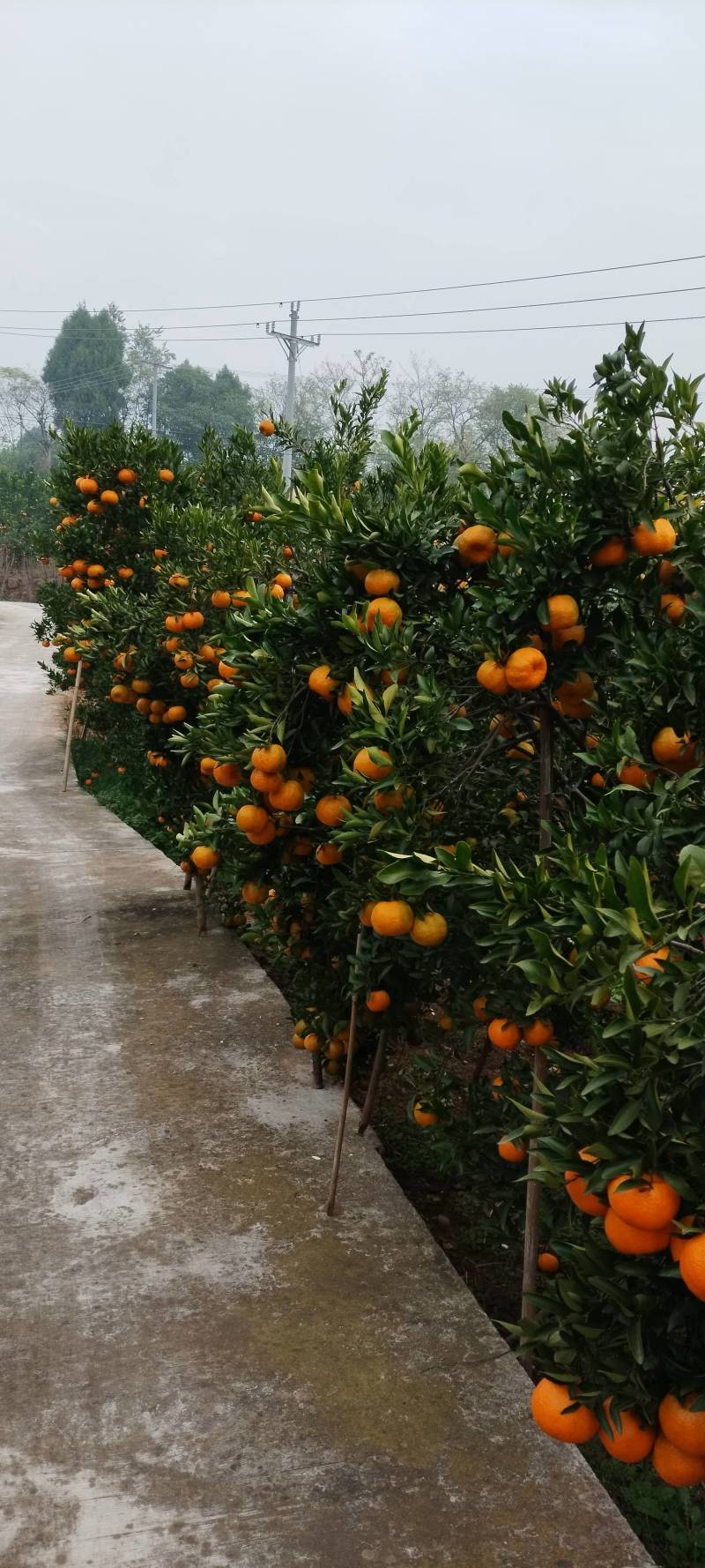 优质椪柑大量上市，颜色巴适果味纯甜，价格美丽。。。