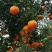 优质椪柑大量上市，颜色巴适果味纯甜，价格美丽。。。