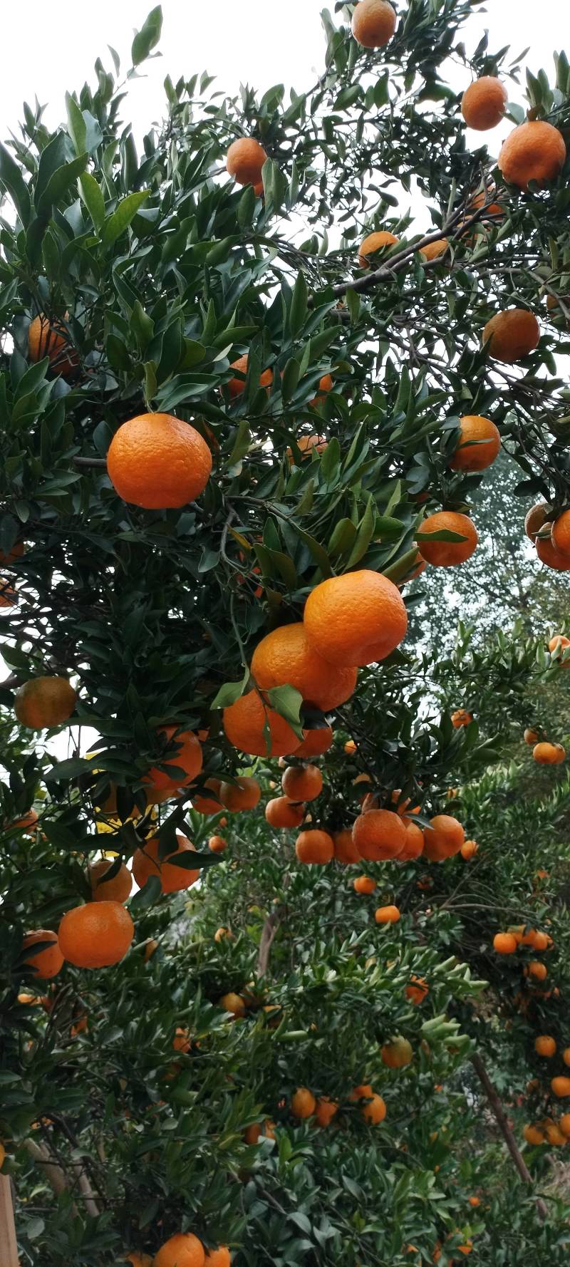 优质椪柑大量上市，颜色巴适果味纯甜，价格美丽。。。